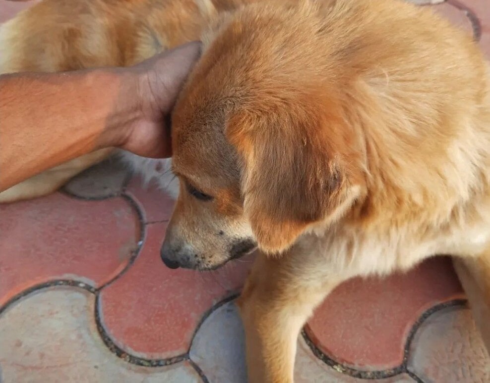 แชท XXX ออฟไลน์ของ Telugu200