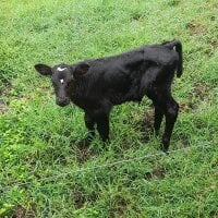 1093mz223l's webcam live show