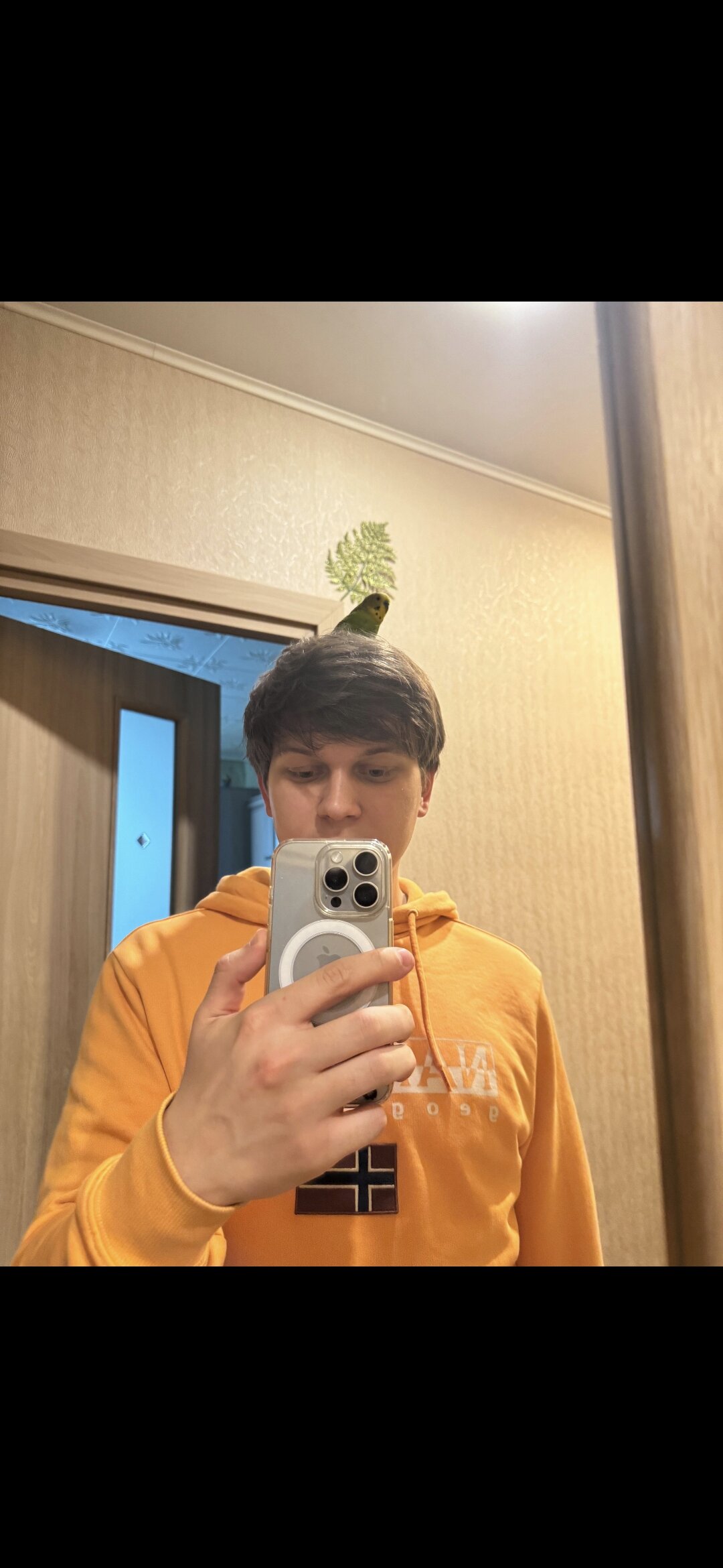 pinokiohatep