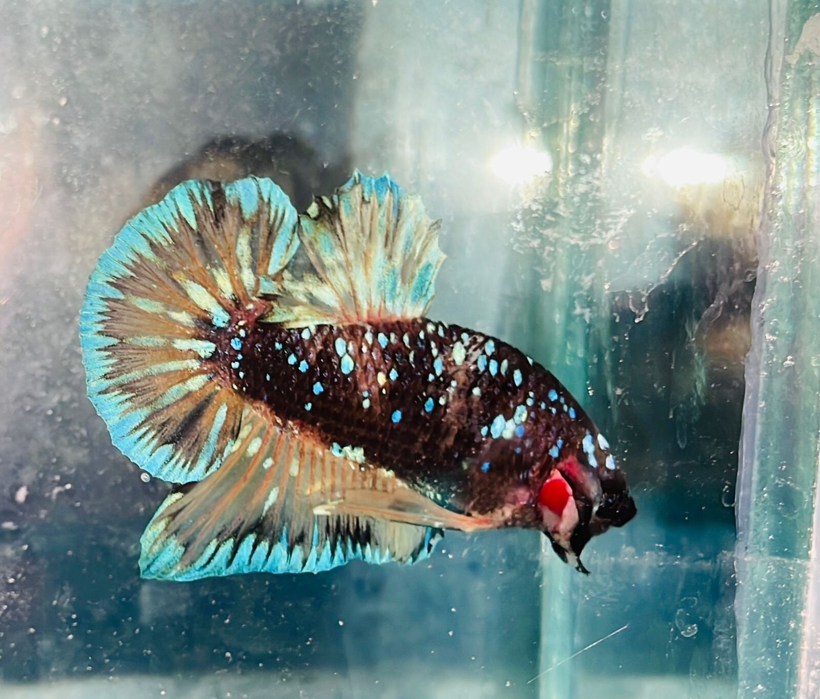 Jasper3007