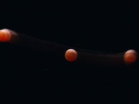 LadiesCock's webcam live show