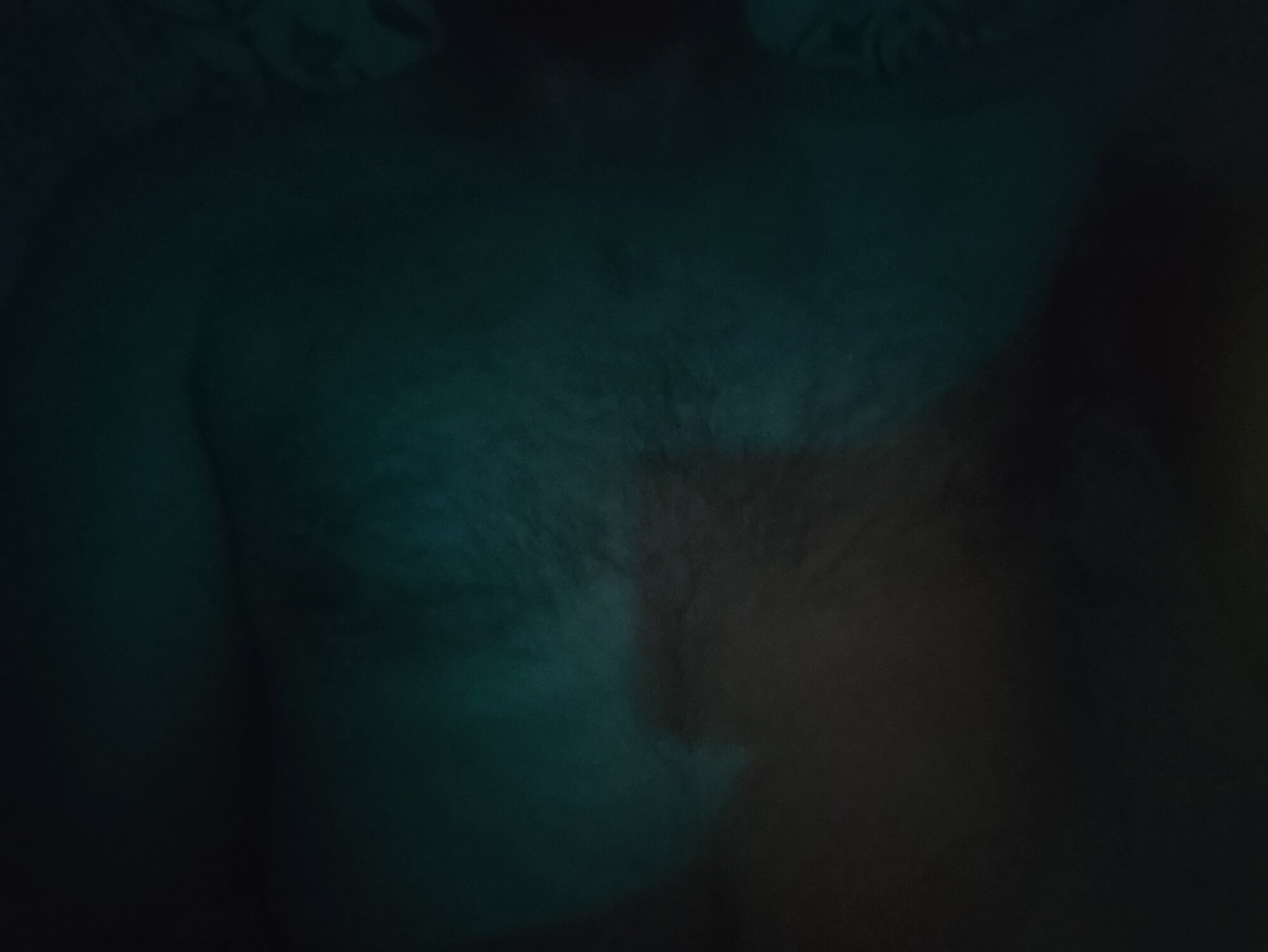 gatosexygaucho