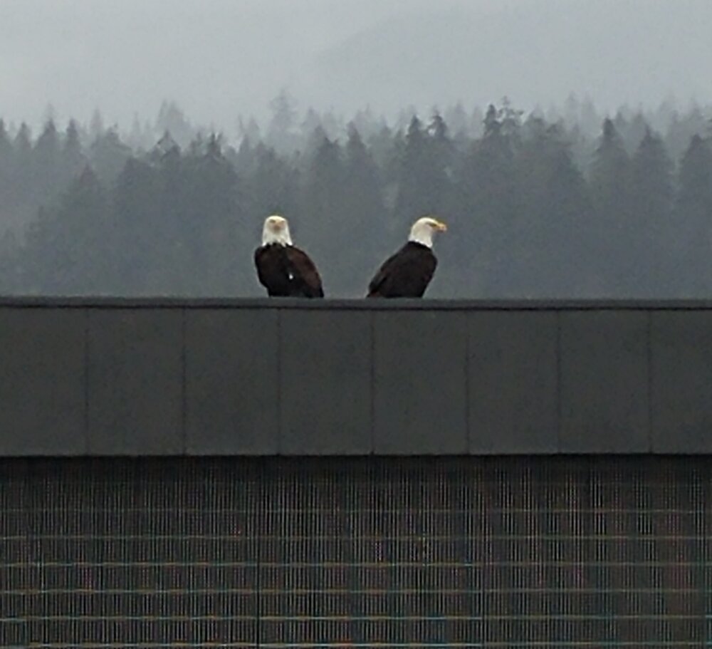 Magical_Dew's most recent online preview