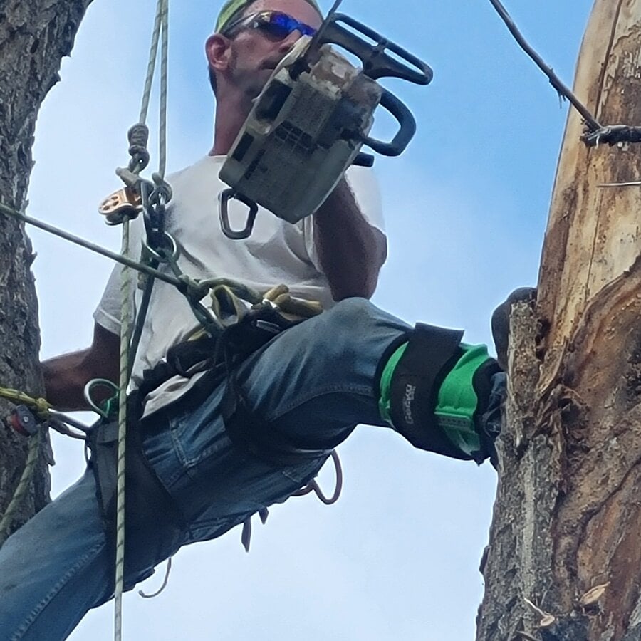 treemandude