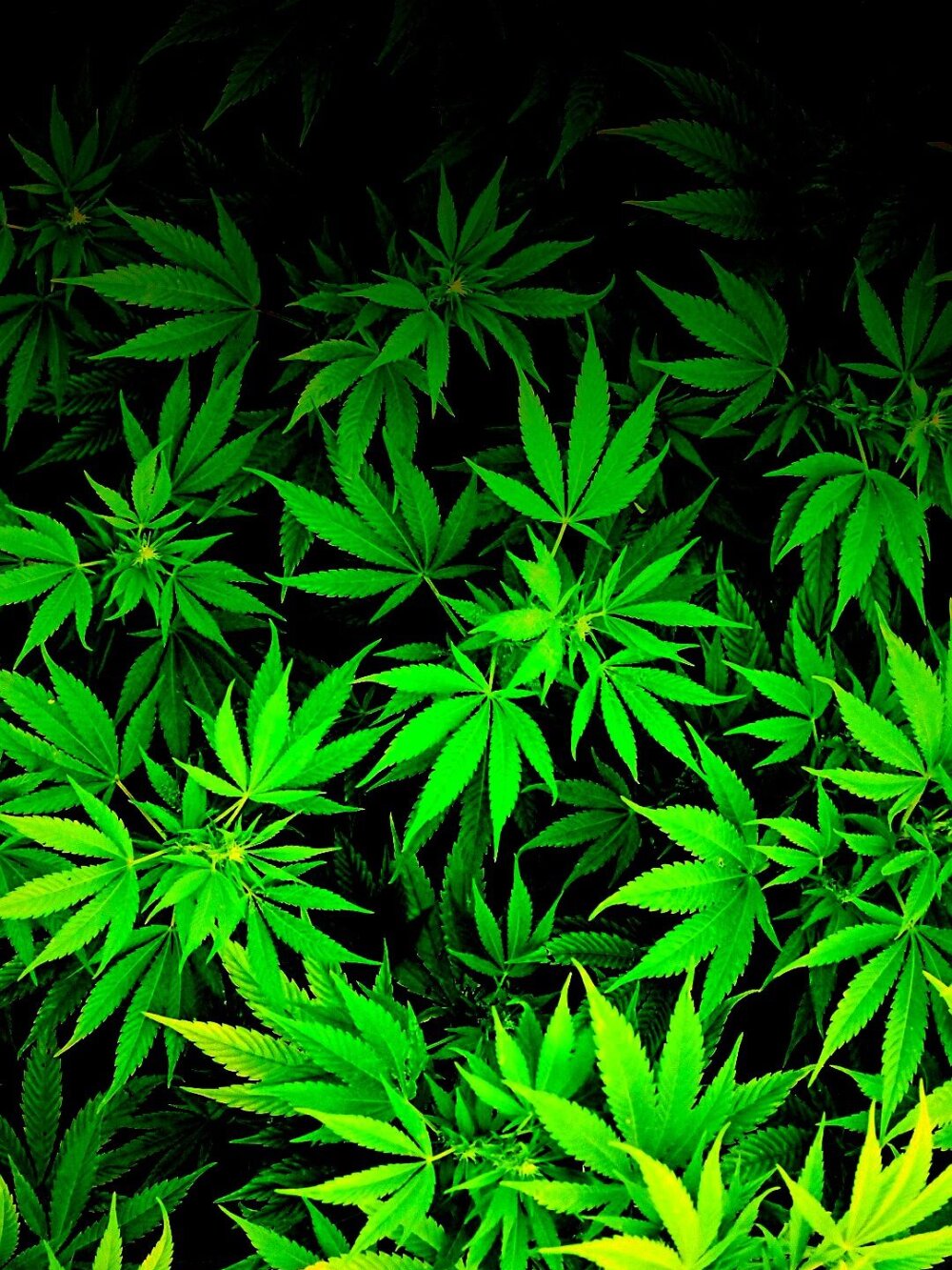 badkittypuffss' Offline XXX Chat