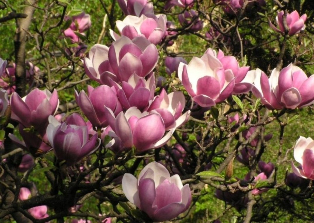 april_blossom