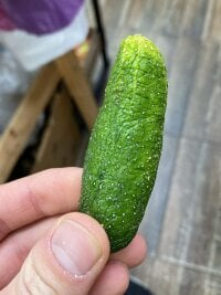 zamiqbu's webcam live show