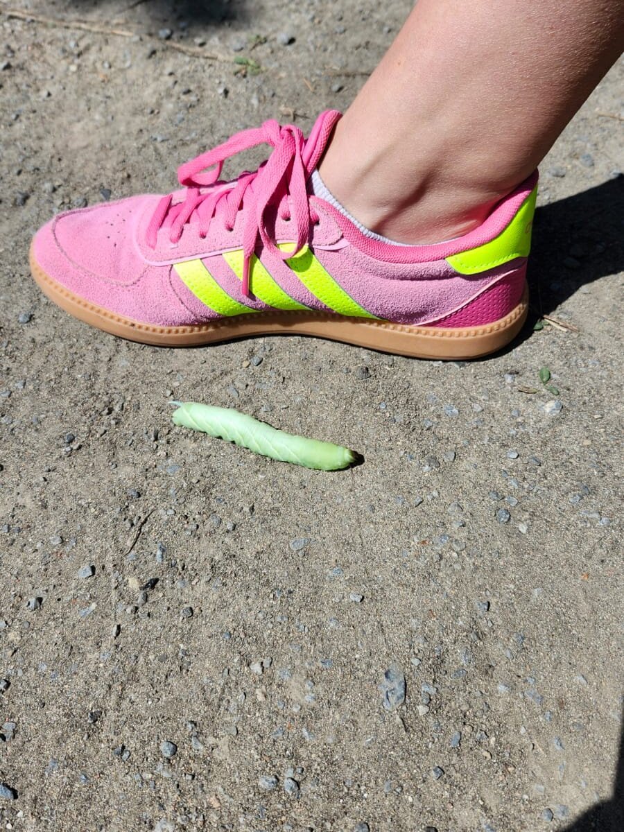 Chat XXX offline de JFlashes