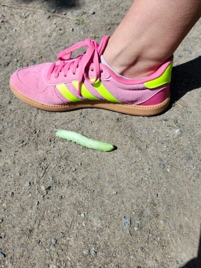 JFlashes - Stripchat Cam2cam Masturbation Humiliation Boy 