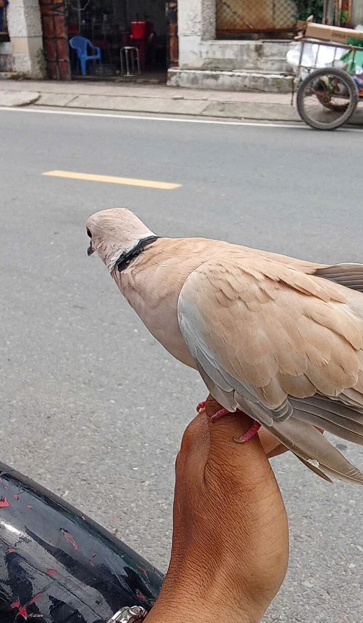 sibacock's Offline XXX Chat