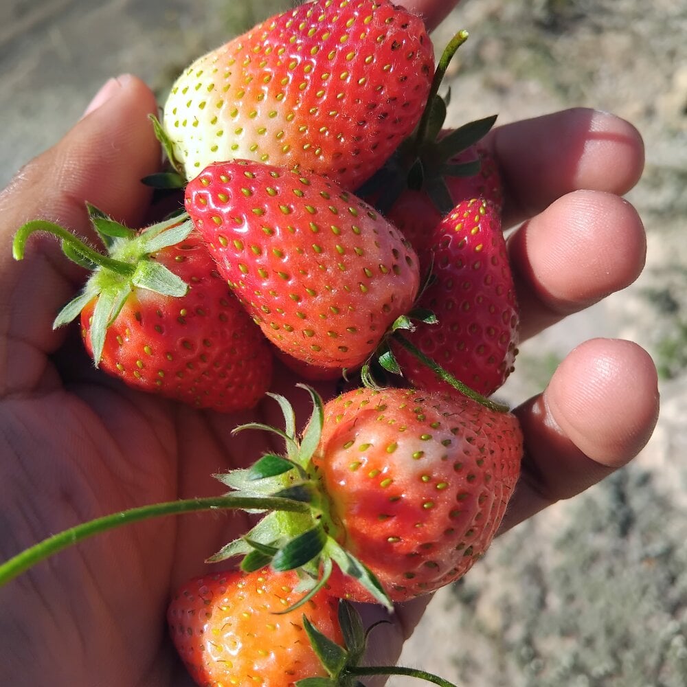 curved-dick from stripchat