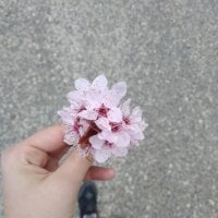 SakuraFlower's Offline Chat Room