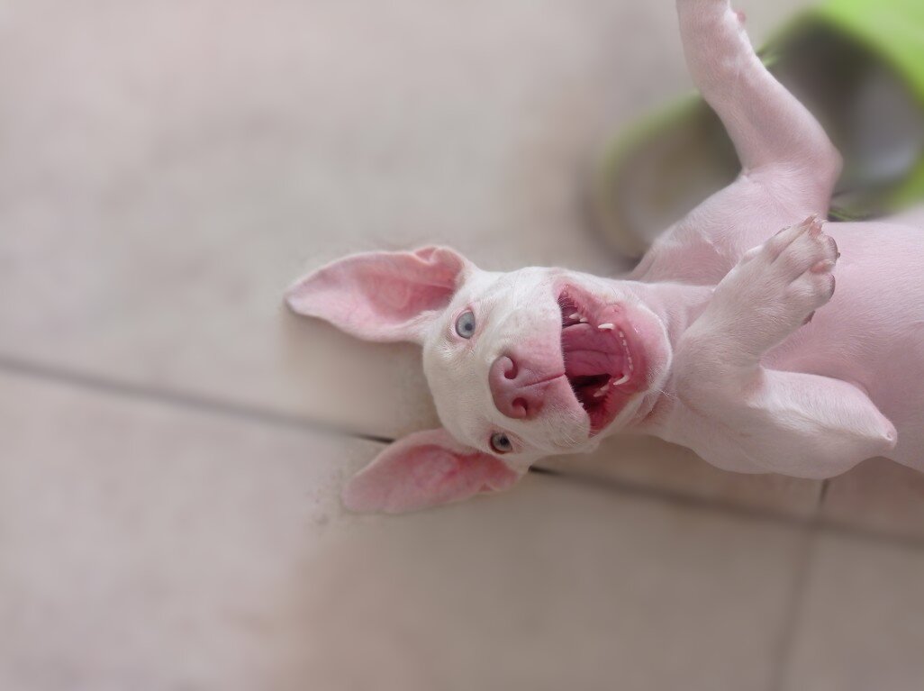Sex_dog69