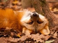 RedSexyFoxx's Offline Chat Room
