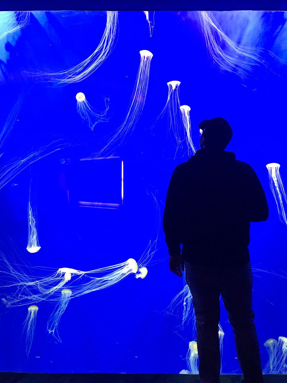 proseccopapi23 live webcam