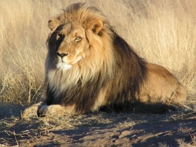 theitalianstallion2000 Avatar