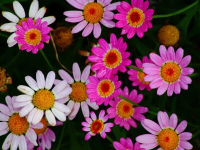 69abhishekbhau Avatar