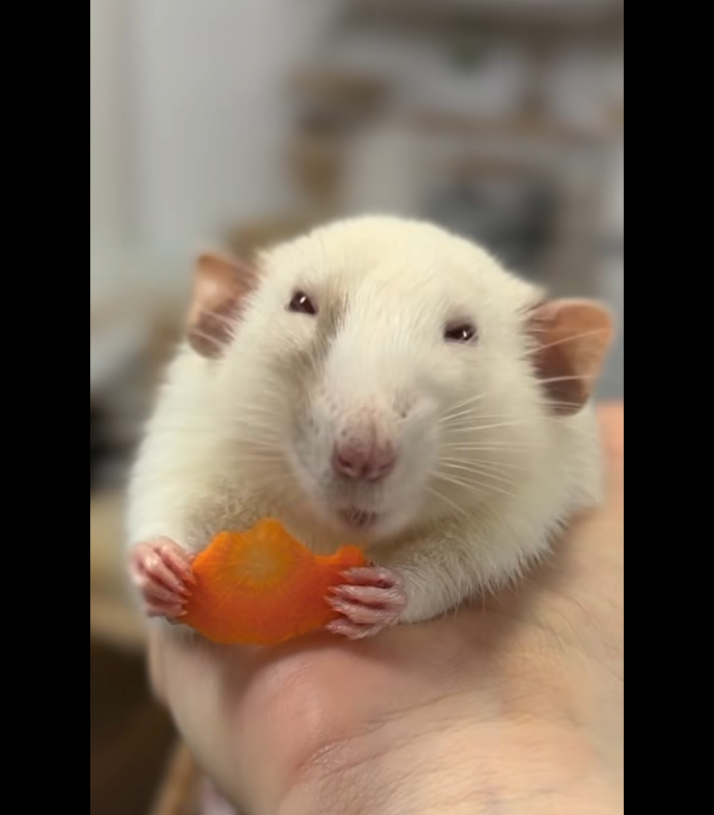 whenhairymetharry profile