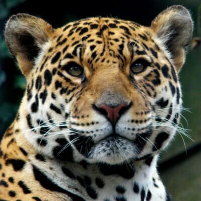 Ulisses_vilela7
