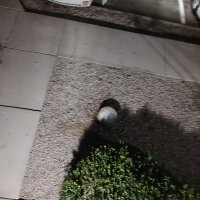 SexyBWCinPhx's Offline XXX Chat