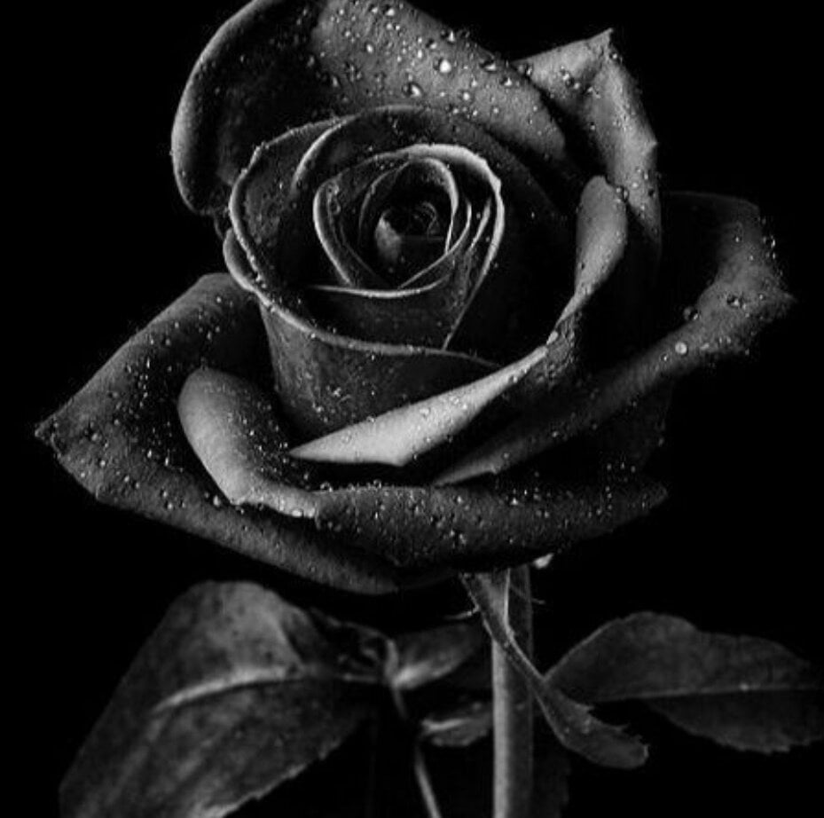 Hamza2__005