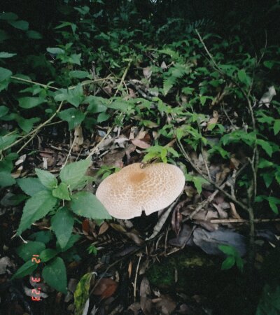 MiaBellaRuiva Avatar