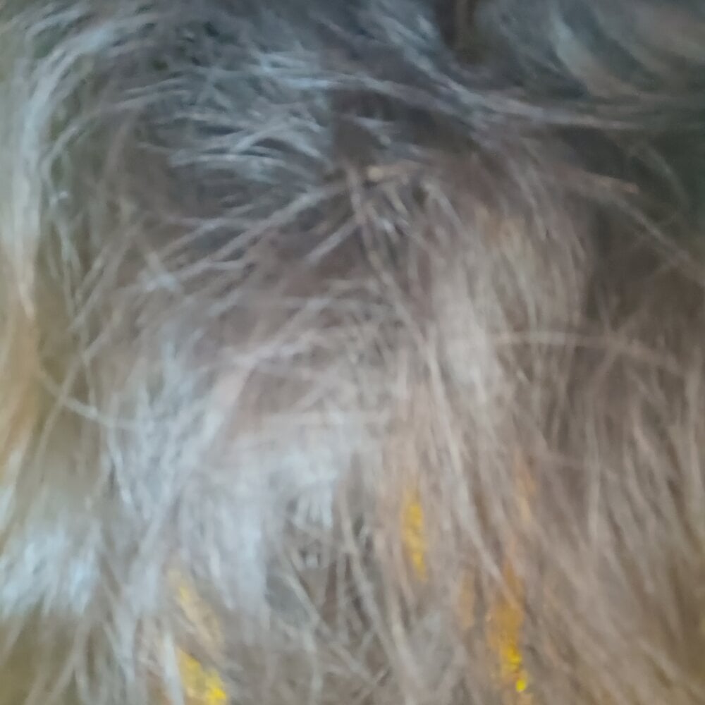 pornos.live alishababay livesex profile in cornfields-of-new-york cams