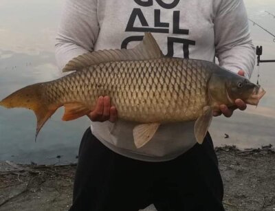 catalininsurat Avatar