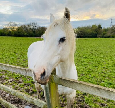 Meridian_Inhaler Avatar