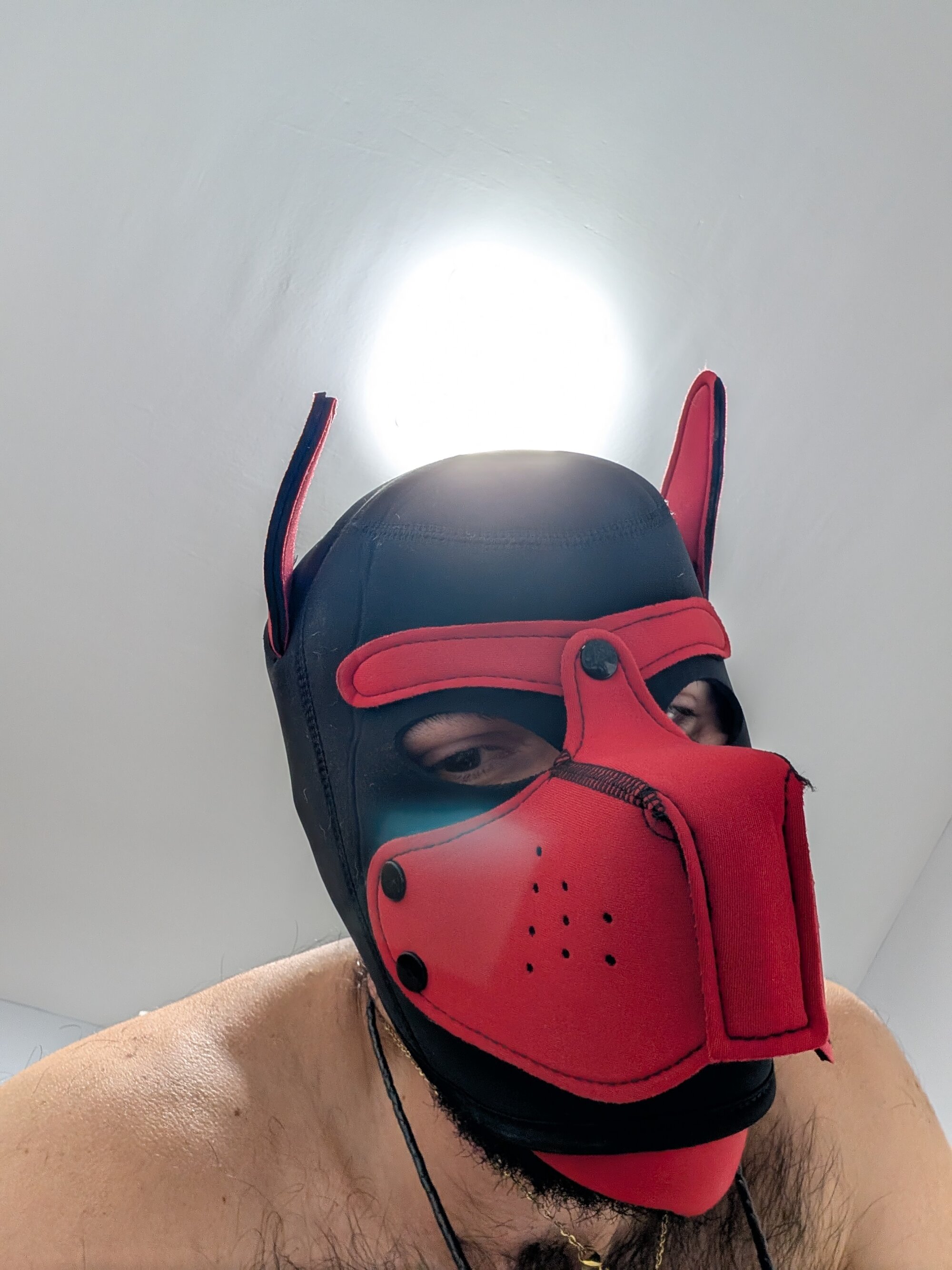 DogSonX