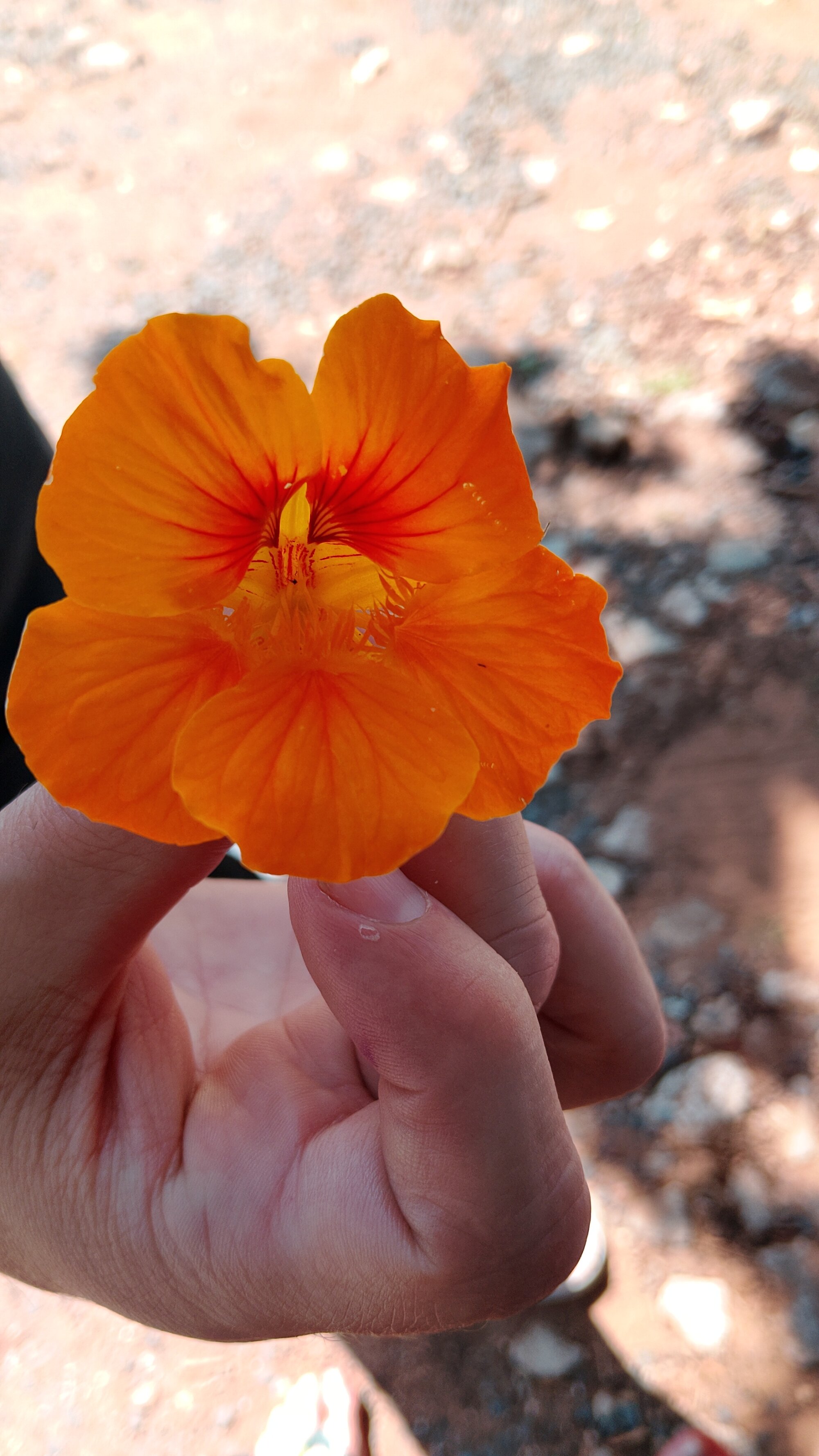 beastvenom