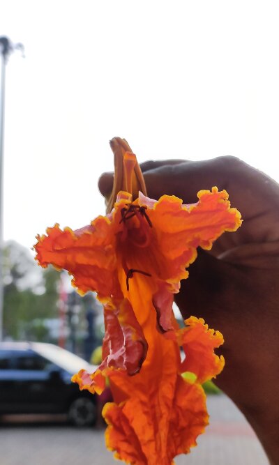 Mallupearciedcock Avatar