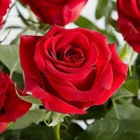 THANGAM2025's webcam live show