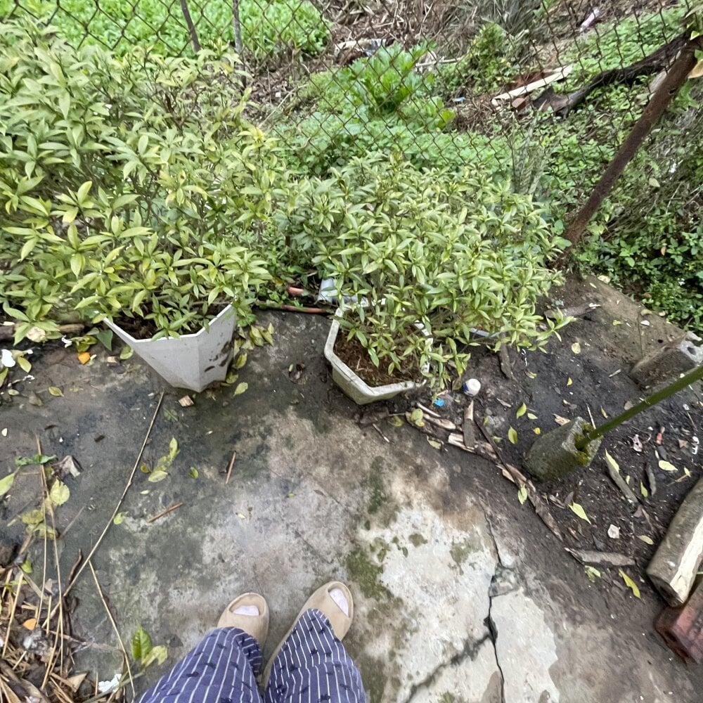 xxx-topcamgirls.com miumiu999 livesex profile in ask-about-it-at-pm-15-tk cams