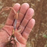 rodrigoga536489's webcam live show