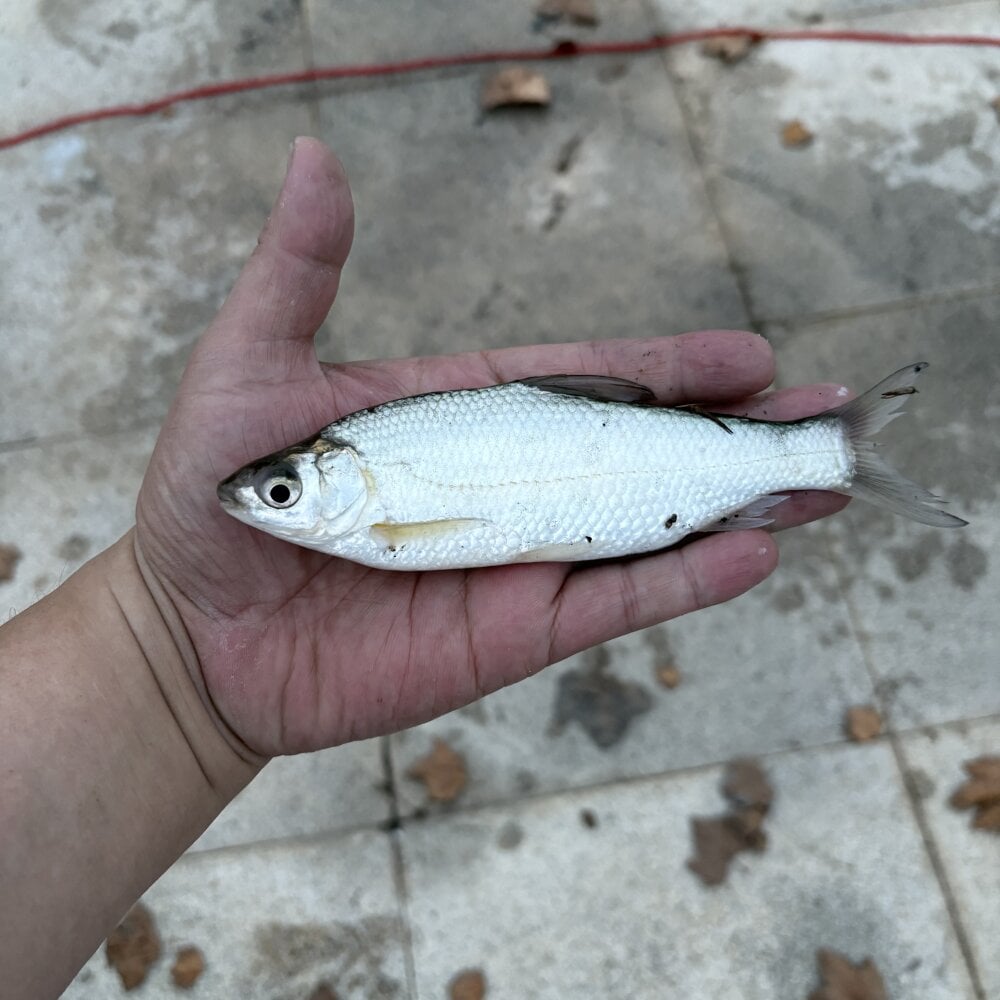 Axiaobao8096 profile