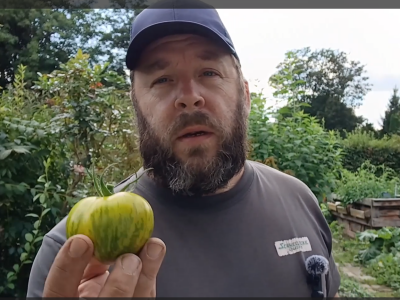Tomatengaertner