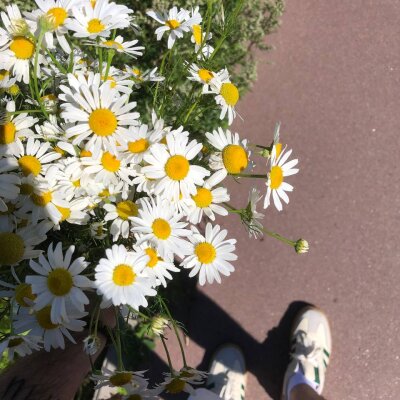 s1riuus from stripchat