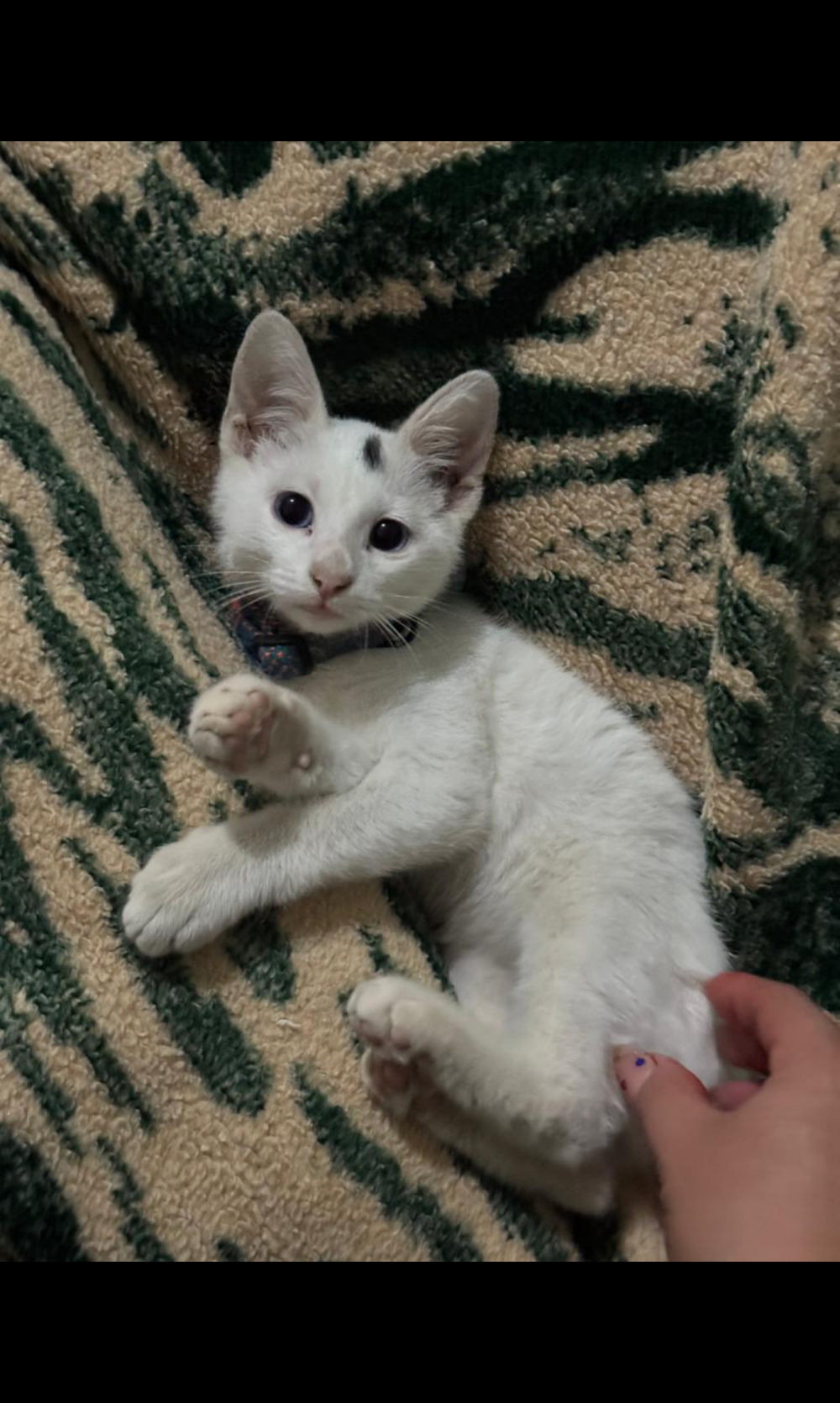 el-chats offline XXX-chat