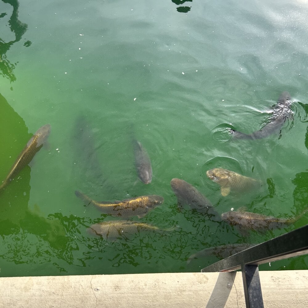 Greyshades50 profile