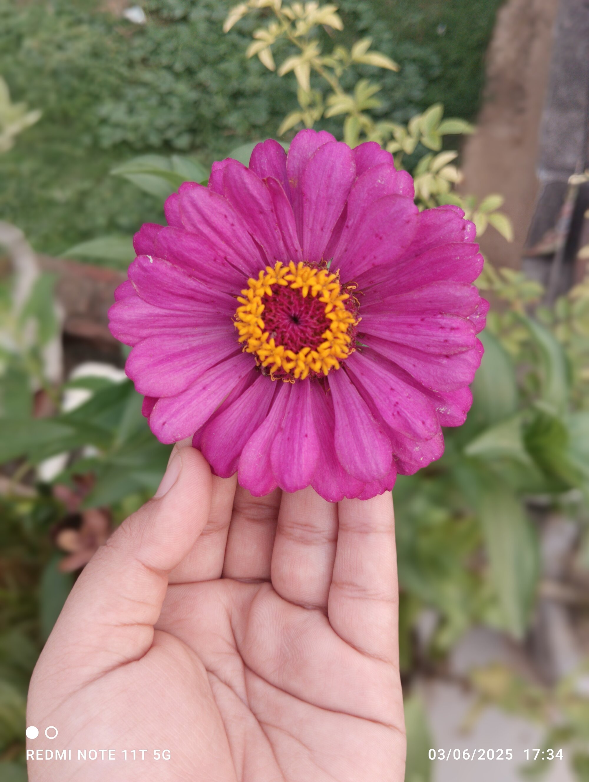 23sariya
