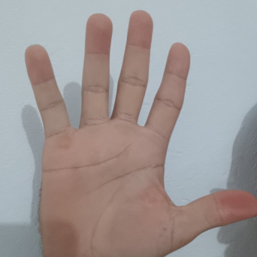 delicia15cm