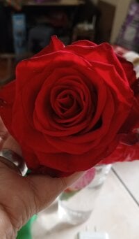 reinacaliente1320's webcam live show