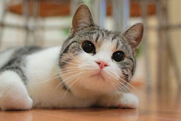 kazanova011 live webcam