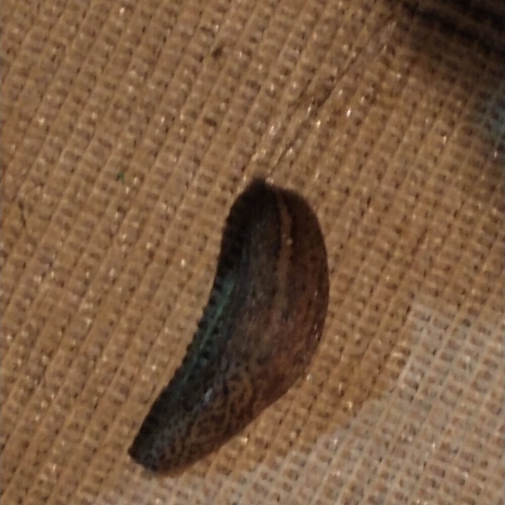 waterboy00x's most recent online preview