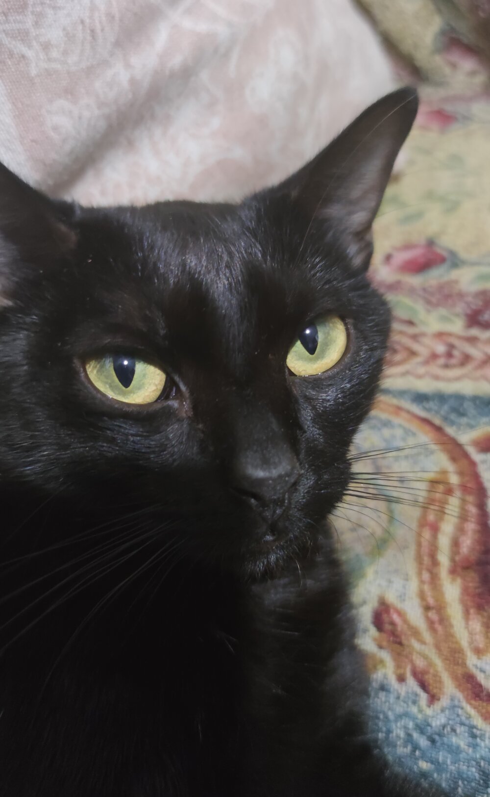 morenito32sugar's Offline XXX Chat