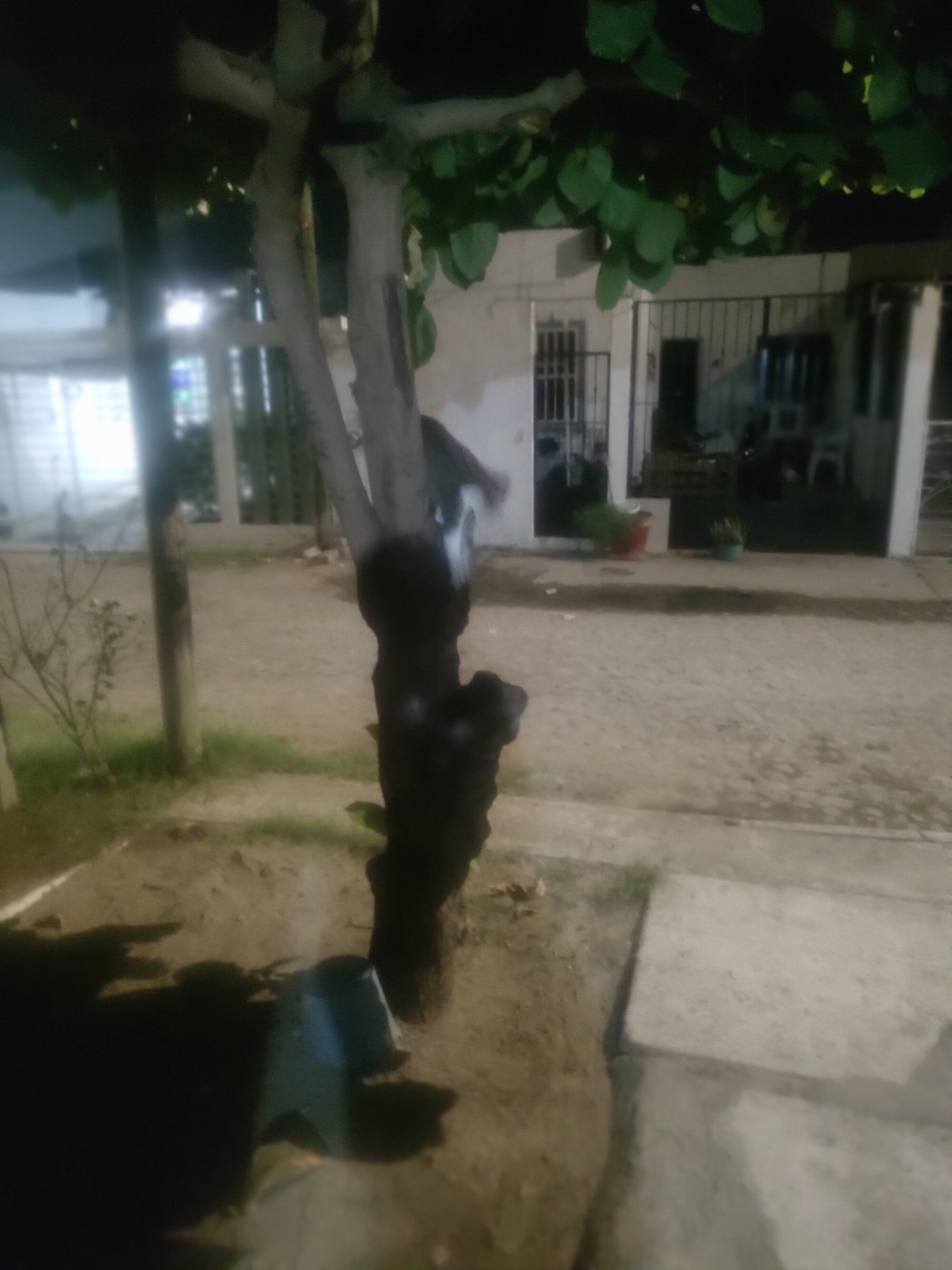 Abelargo202020
