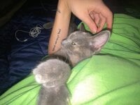 MikkyMoony's webcam live show