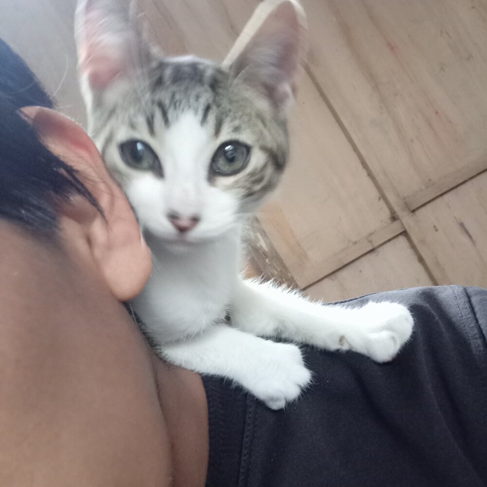 JosesitoGOD's Offline XXX Chat