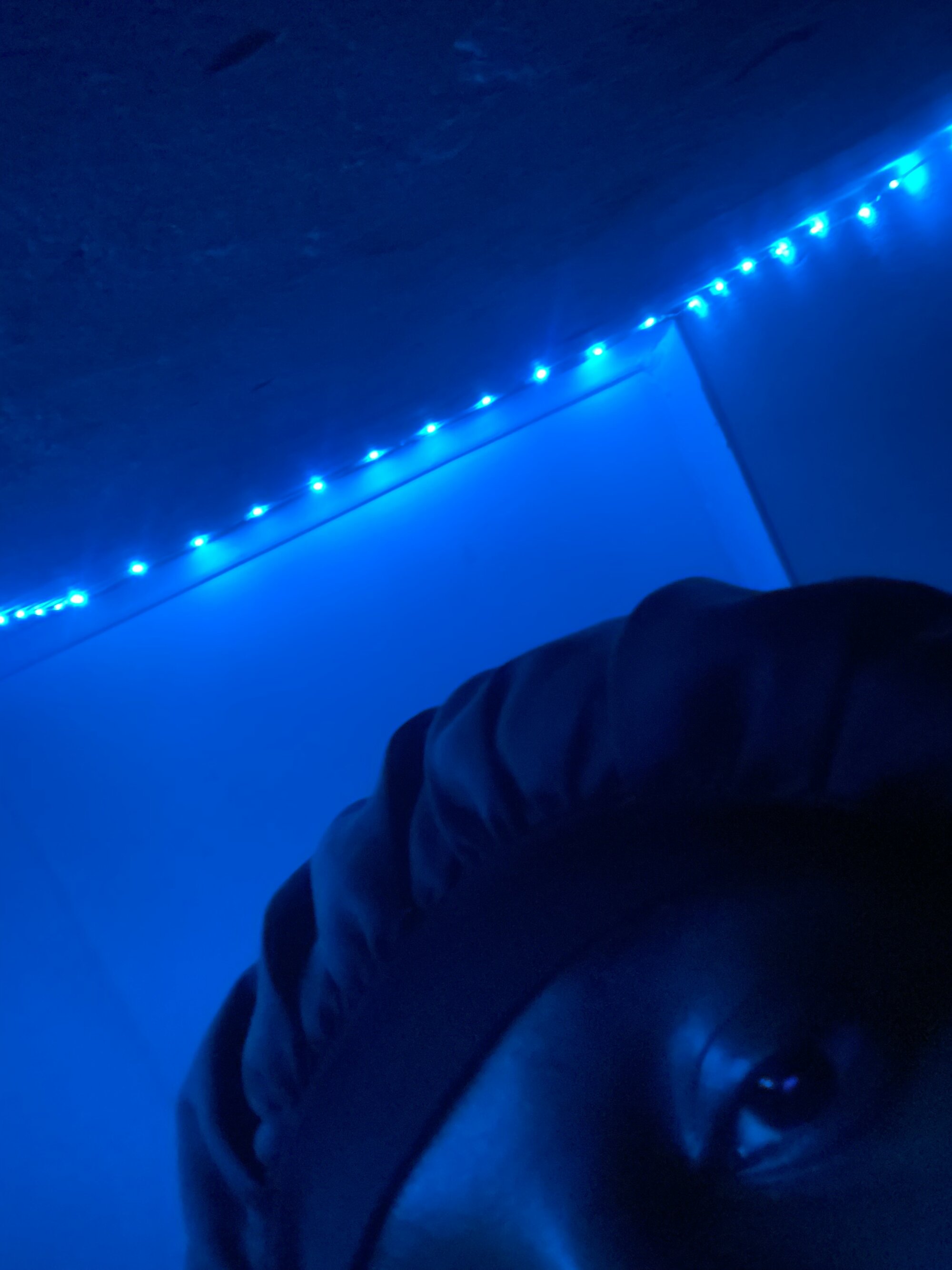Bigteddy_dick